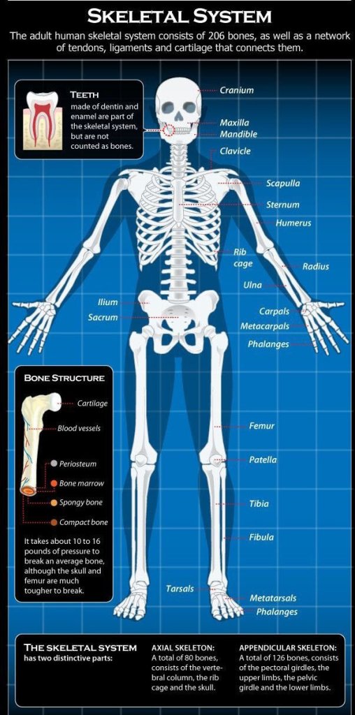Radius; Image: Irina Münstermann Radius; Image: Irina Münstermann
